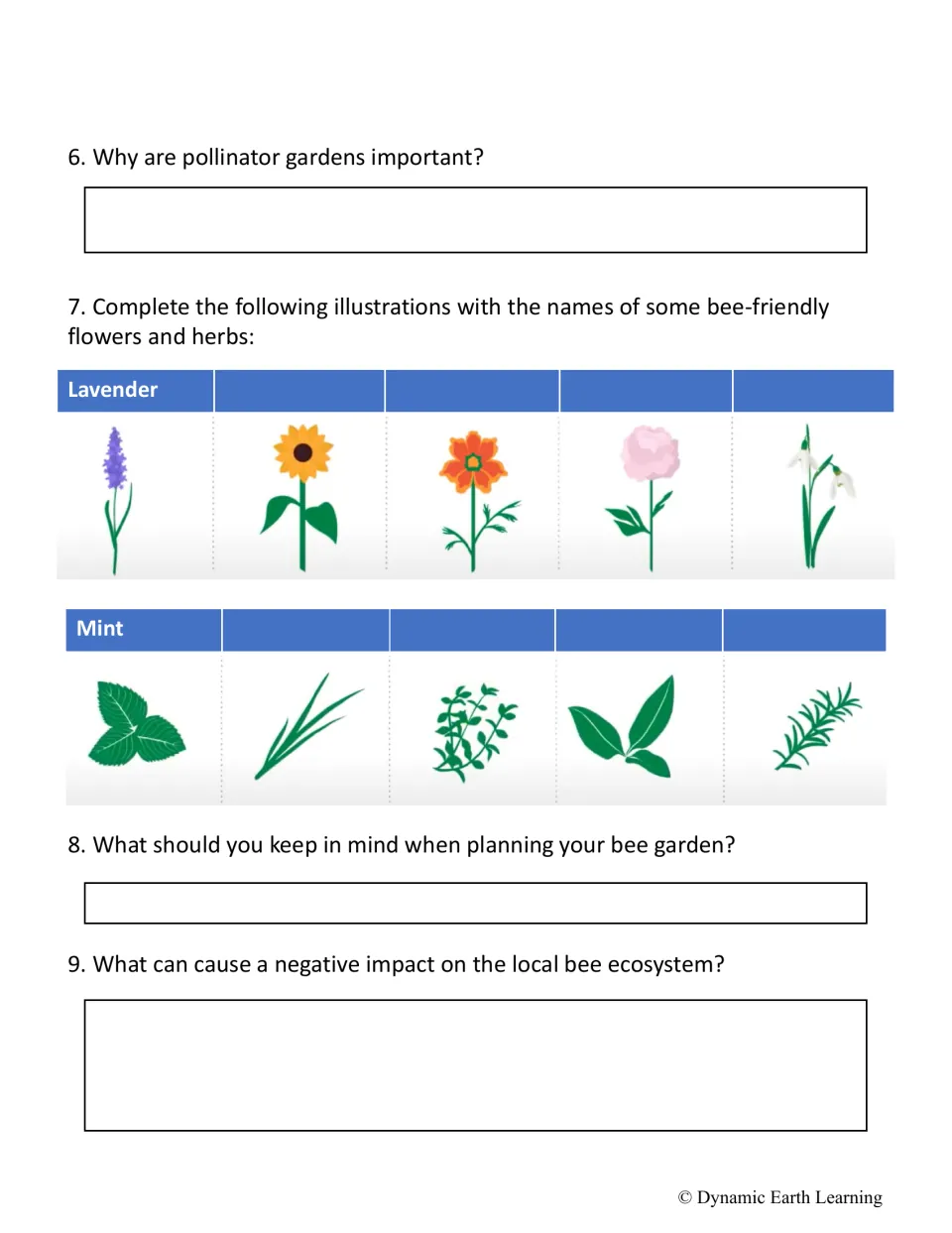 Questions 6–9: labeling bee-friendly flowers and herbs, starting with lavender and mint, plus pollinator gardens