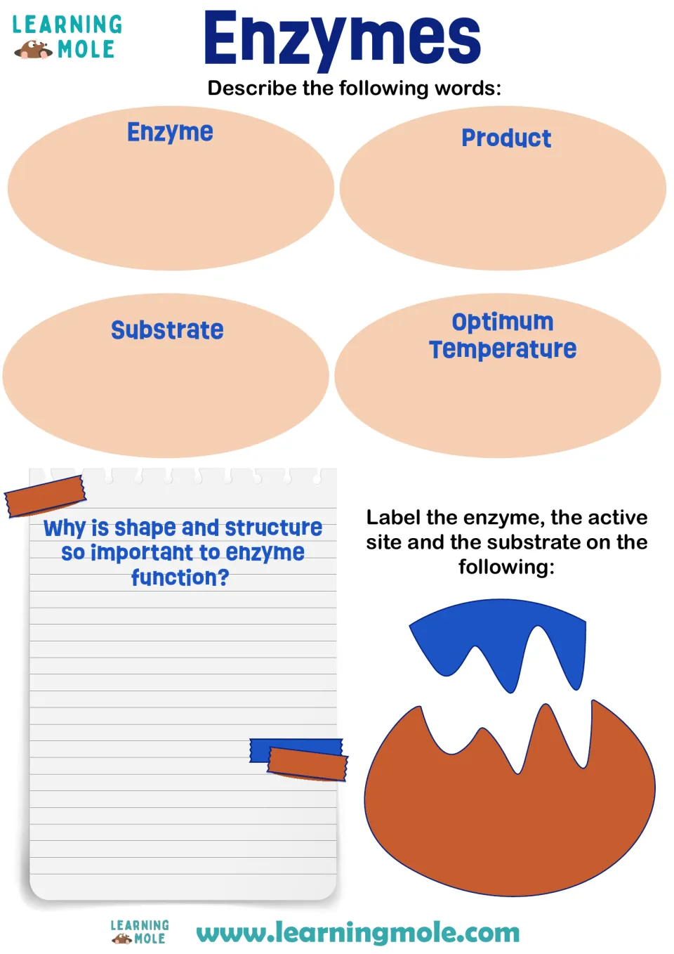 Enzymes: students define four key terms, explain why shape matters to function and label enzyme, active site and substrate