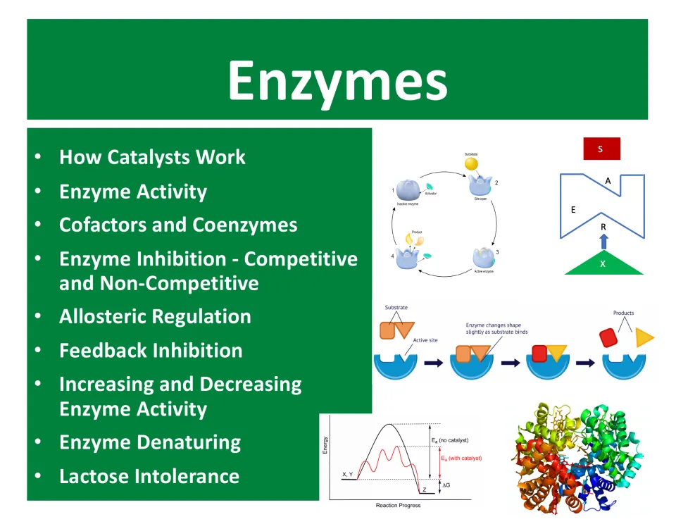 Enzyme lesson opening slide lists catalysts, enzyme activity, inhibition, regulation, and lactose intolerance.