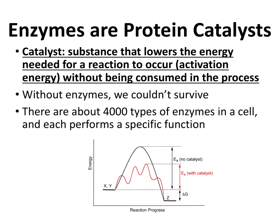 Lesson slide defines catalysts and compares activation energy with and without a catalyst on a graph.