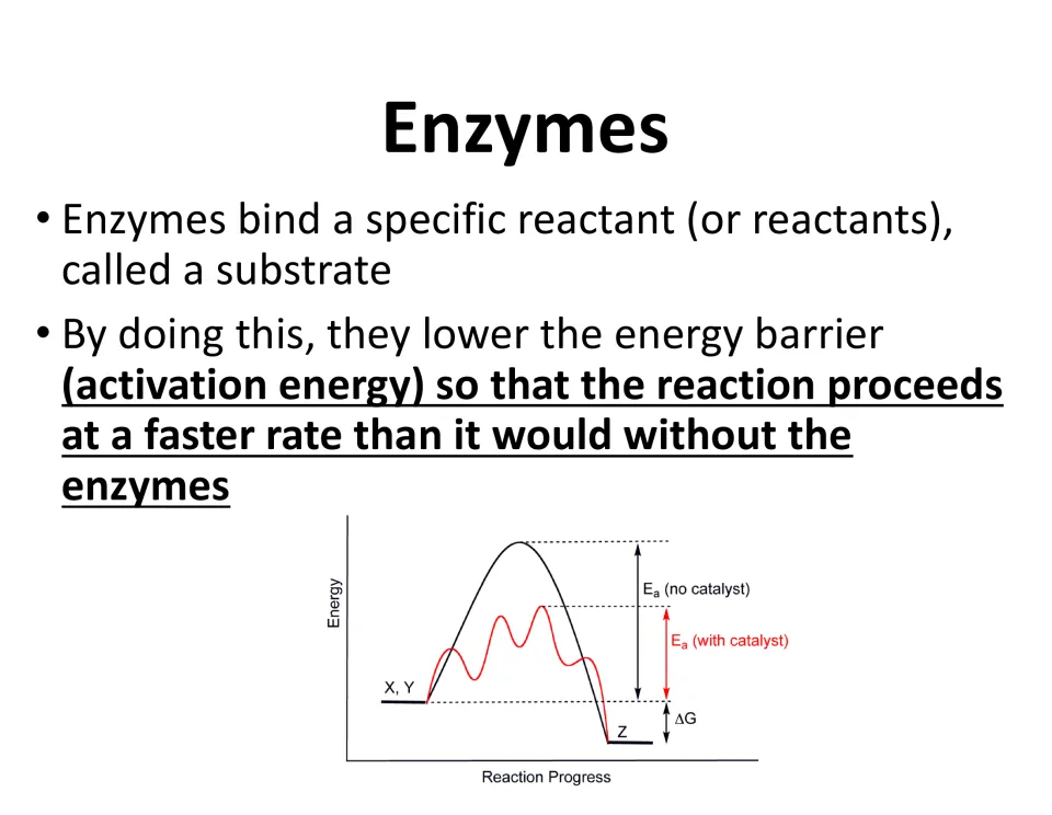 Lesson slide explains substrate binding and lower activation energy, with a catalyzed reaction energy graph.