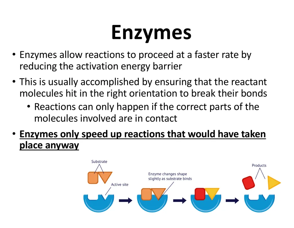 Lesson slide explains reactant orientation and shows substrate binding, enzyme shape change, and product release.