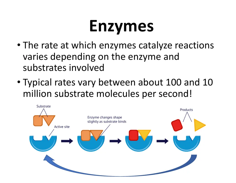 Lesson slide gives reaction rates of about 100 to 10 million substrate molecules per second and an enzyme cycle.