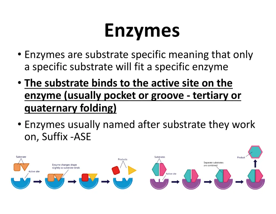 Lesson slide explains substrate specificity, binding at the active site, and enzyme names ending in -ase.