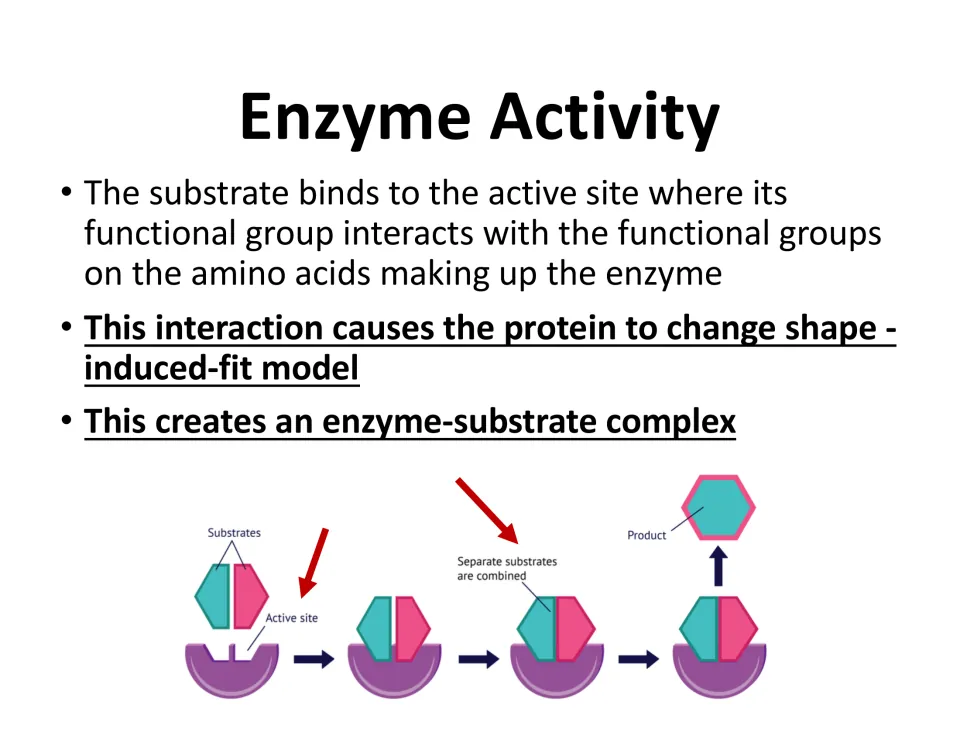 Enzyme activity slide explains induced fit and enzyme-substrate complex formation with a substrate diagram.