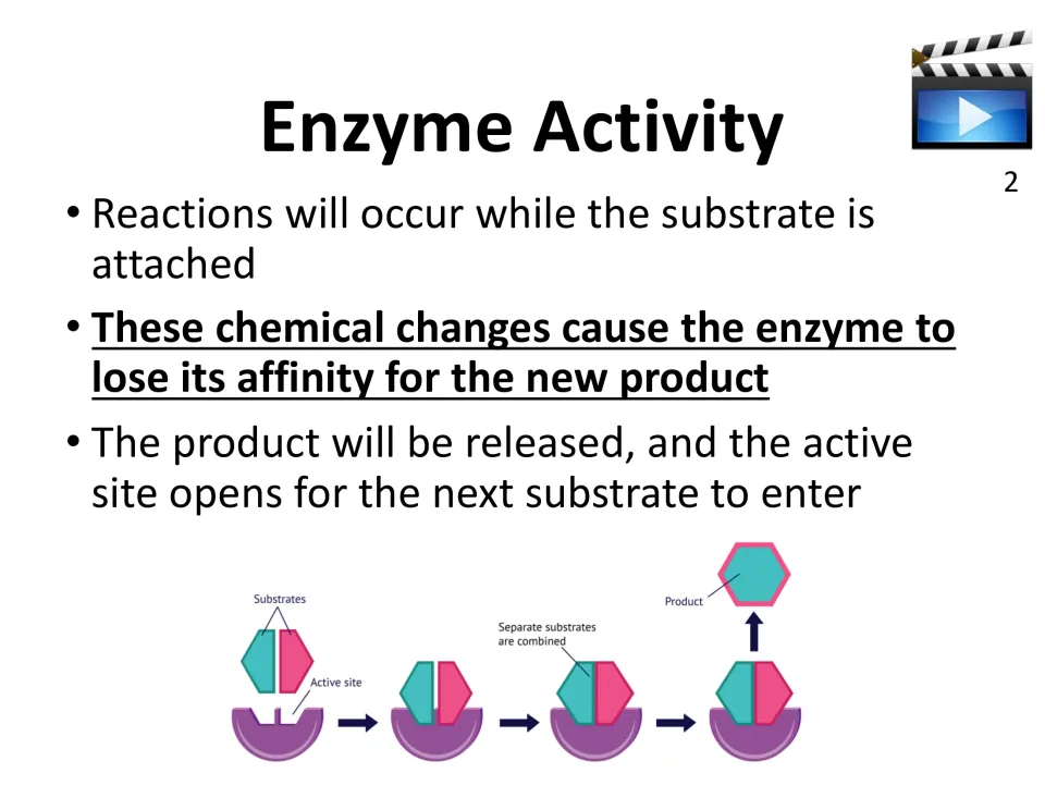 Enzyme activity slide explains product release and reopening of the active site, with a second video marker.
