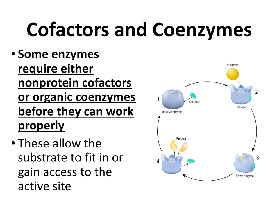 Lesson slide introduces cofactors and coenzymes, with a diagram showing an activator enabling substrate binding.
