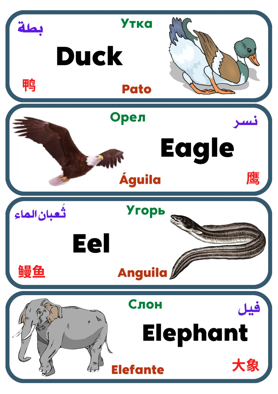 Multilingual animal flashcards 29–32: duck, eagle, eel, and elephant, with pictures and five-language labels.