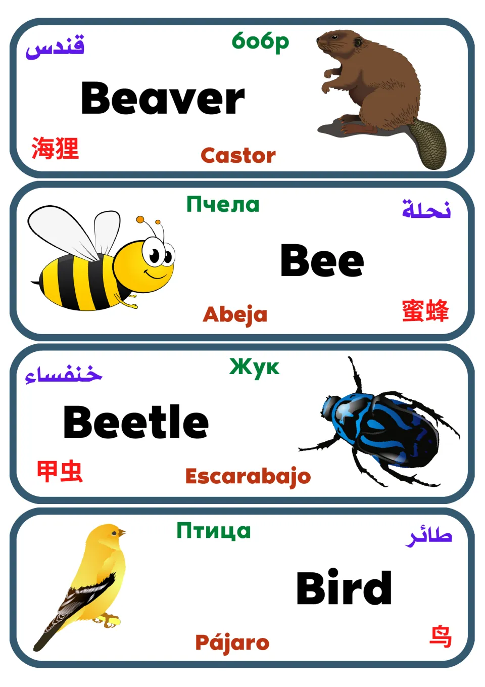 Multilingual animal flashcards 5–8: beaver, bee, beetle and bird, with pictures and translated labels