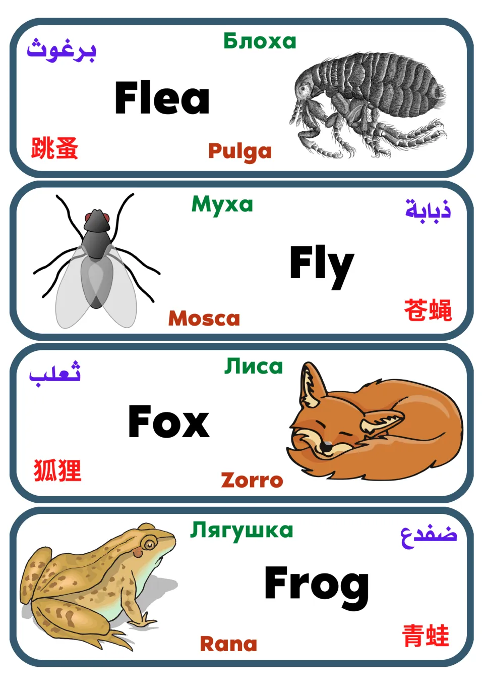 Multilingual animal flashcards 37–40: flea, fly, fox and frog, with pictures and translated labels