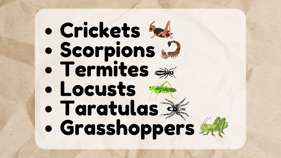 Edible bugs vocabulary list: crickets, scorpions, termites, locusts, tarantulas and grasshoppers, each with a drawing