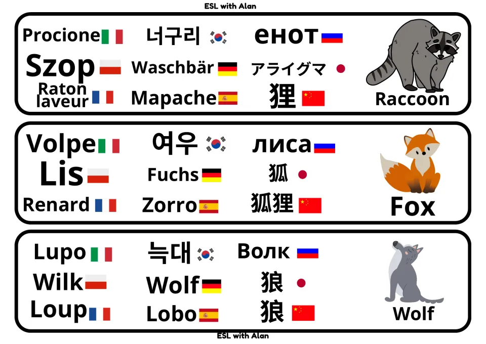 Woodland animal cards: raccoon, fox and wolf shown with translations such as Waschbär, Renard, Zorro and Lobo plus flags