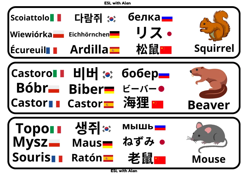 Rodent vocabulary cards for squirrel, beaver and mouse, with Scoiattolo, Eichhörnchen, Castor, Ratón and others by flag