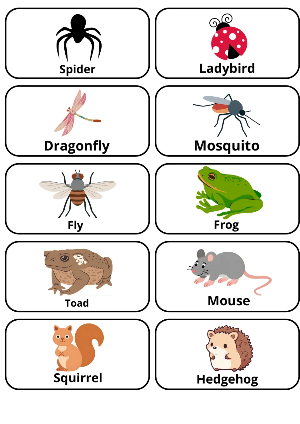 Bug and small animal flashcards: spider, ladybird, dragonfly, mosquito, fly, frog, toad, mouse, squirrel and hedgehog
