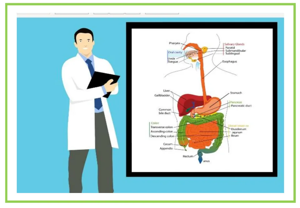 Picture-only doctor vocabulary flashcard for pathologist, showing a doctor beside a digestive system diagram
