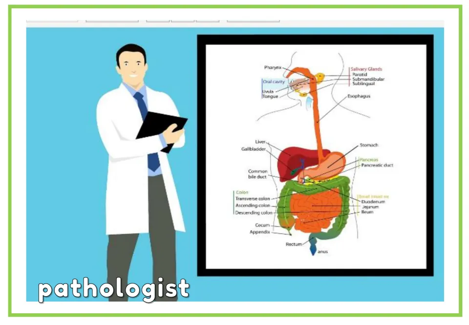 Doctor vocabulary flashcard labeled 'pathologist', showing a doctor beside a digestive system diagram