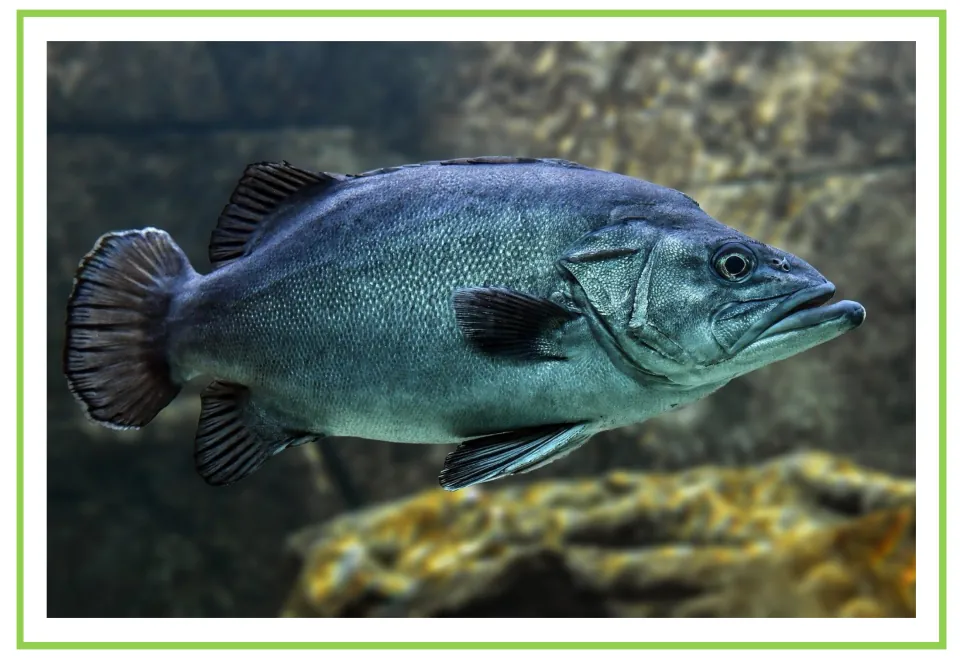 Sea animal vocabulary flashcard: unlabeled photo of a gray-blue fish swimming by rocks, for students to name the animal