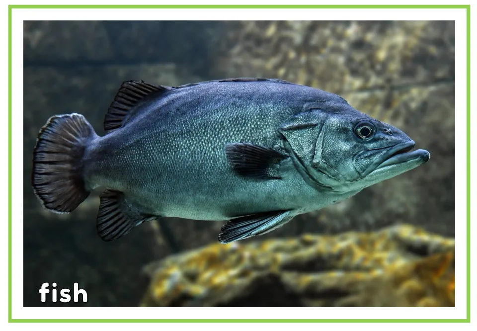 Sea animal vocabulary flashcard: the same fish photo labeled with the word "fish" so students match the picture to the word