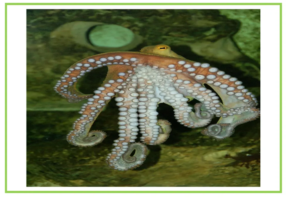Unlabeled flashcard photo of an orange octopus with suckered tentacles spread out, for students to recall the animal's name