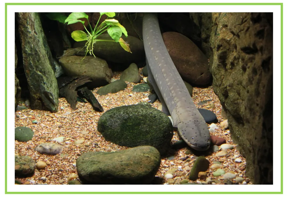 Unlabeled flashcard photo of a long gray eel resting among stones and pebbles, for students to say the animal's name aloud