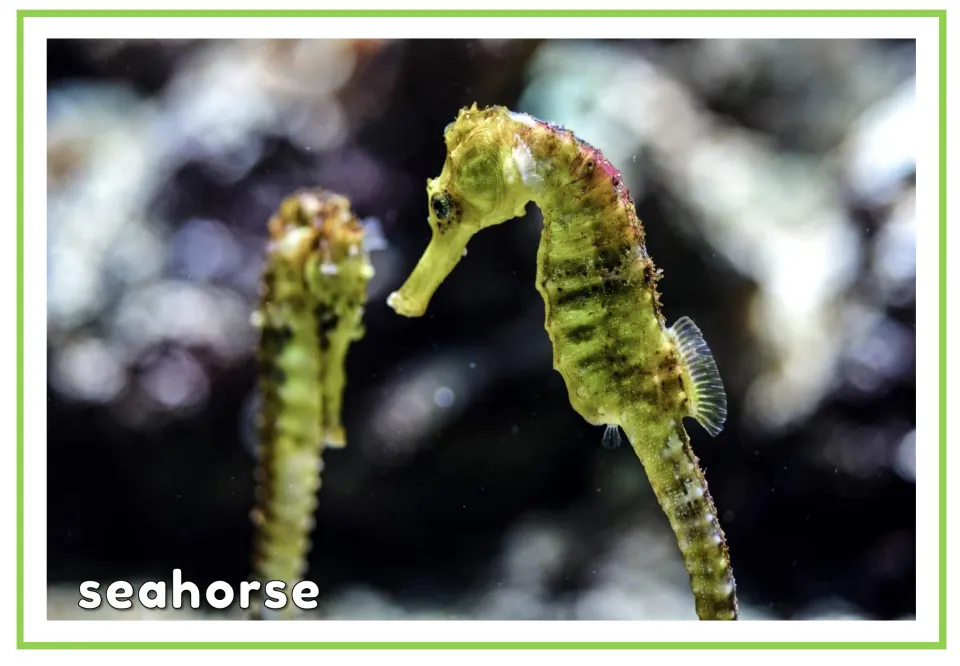 Seahorse flashcard: photo of two seahorses labeled "seahorse" so students link the compound word to the picture