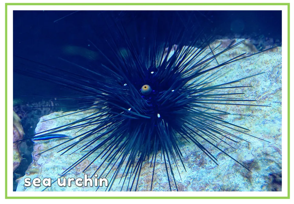 Sea urchin flashcard: photo of a spiny black urchin on a rock labeled "sea urchin" for reading the two-word animal name
