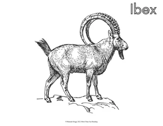 European Animals Coloring Pages – sample page 3