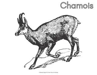 European Animals Coloring Pages – sample page 4