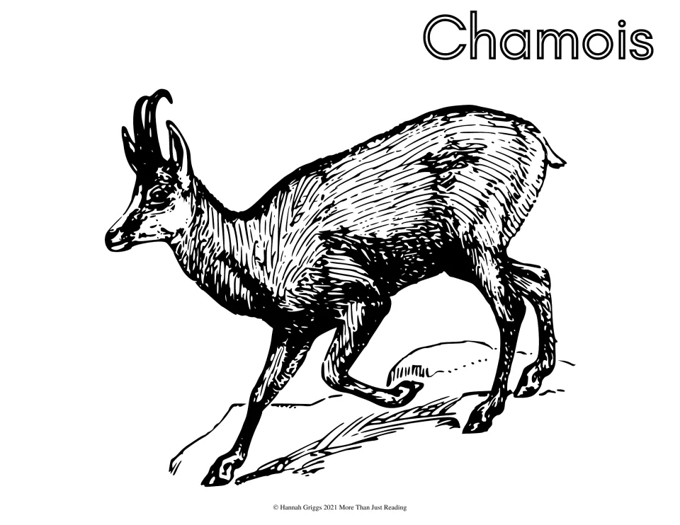 Chamois: students color a detailed engraving of a hooked-horn mountain goat-antelope stepping down a rocky slope