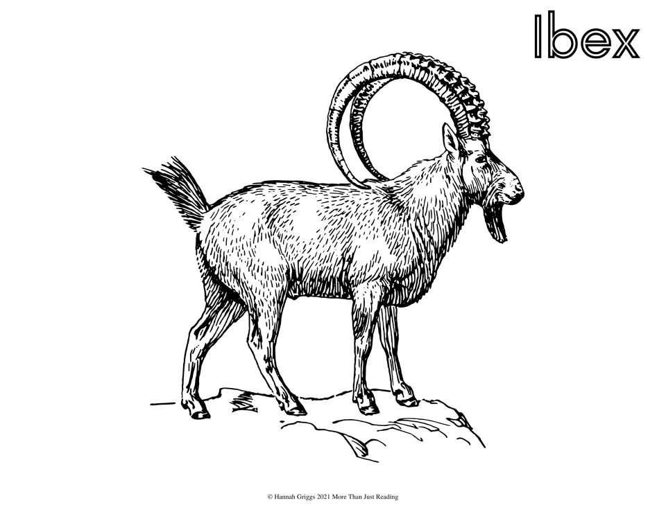 Ibex: students color a wild goat with huge ridged, backward-curving horns standing on a rocky ledge