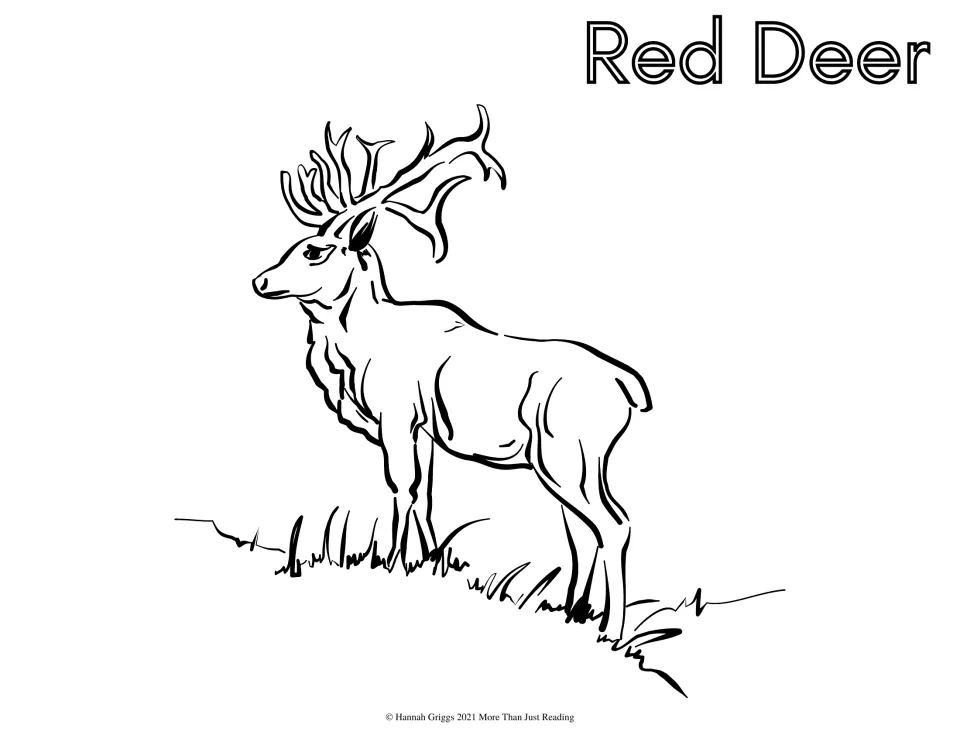 Red Deer: students color a stag with large branching antlers standing on a grassy hillside