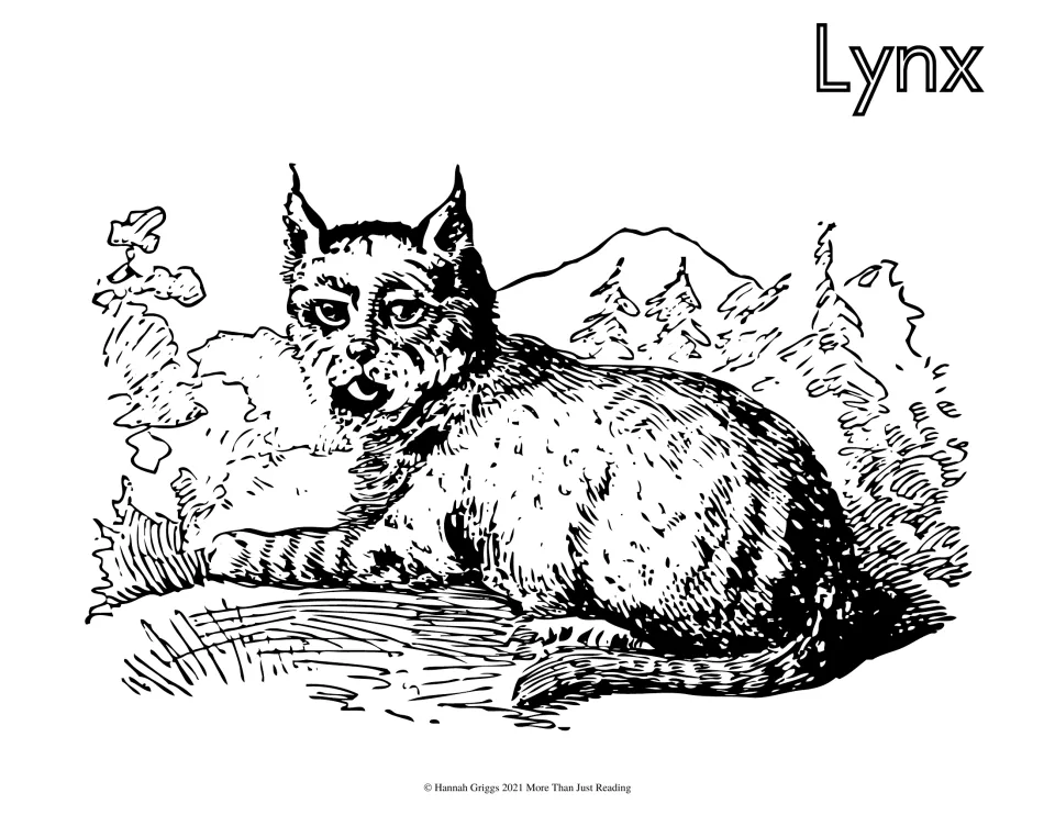 Lynx: students color a wild cat with tufted ears lying down, with pine trees and a mountain behind