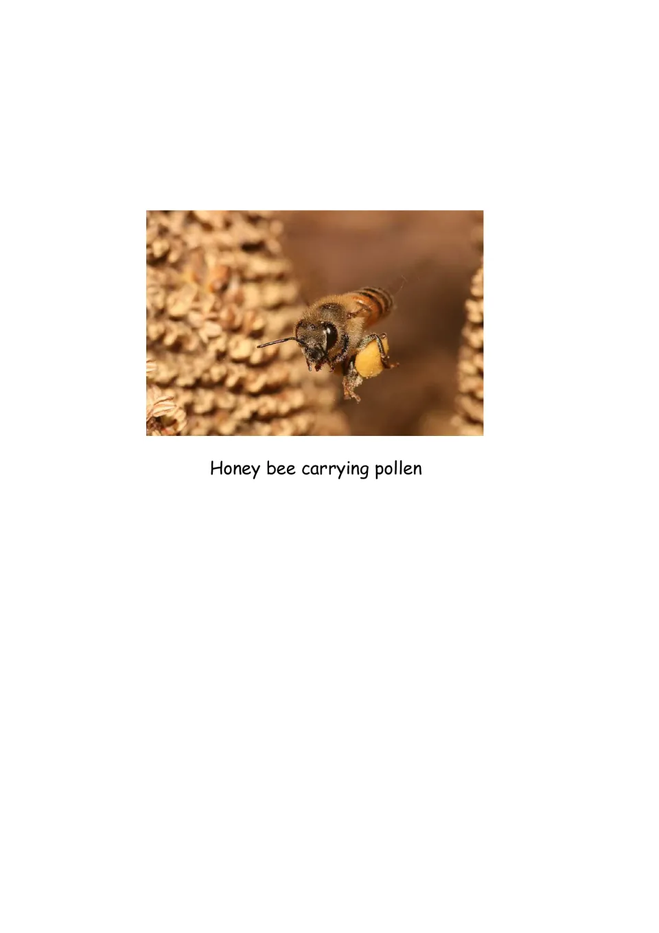 Honey bee carrying pollen photo illustrating the honeybees Native Americans raised and taught settlers to keep
