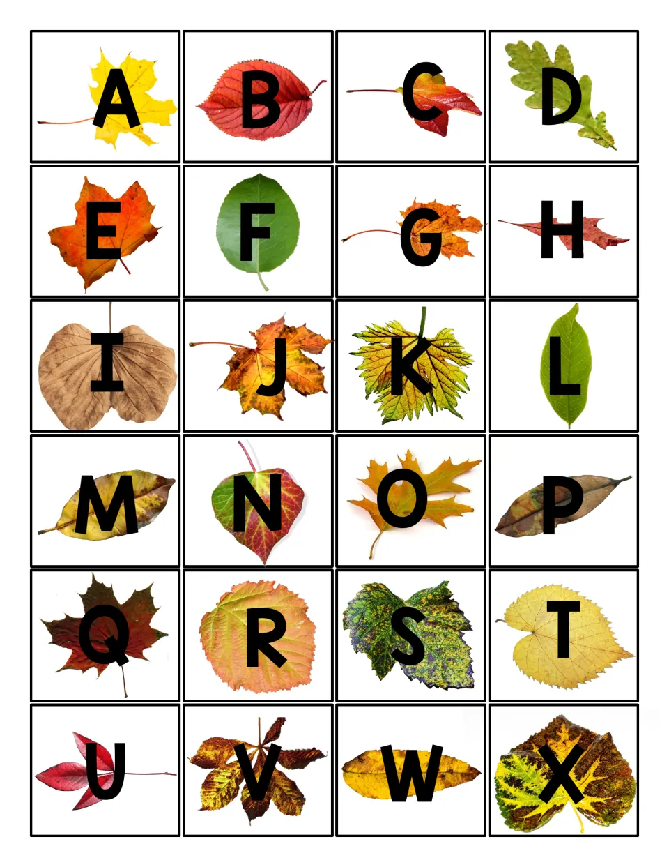 Uppercase letter cards A to X, each printed on a colorful fall leaf photo, to cut apart and match to the sensory mats