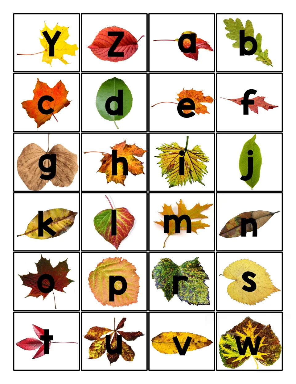 Letter cards Y, Z and lowercase a to w (no q), each on a fall leaf photo, to cut apart and match to the sensory mats