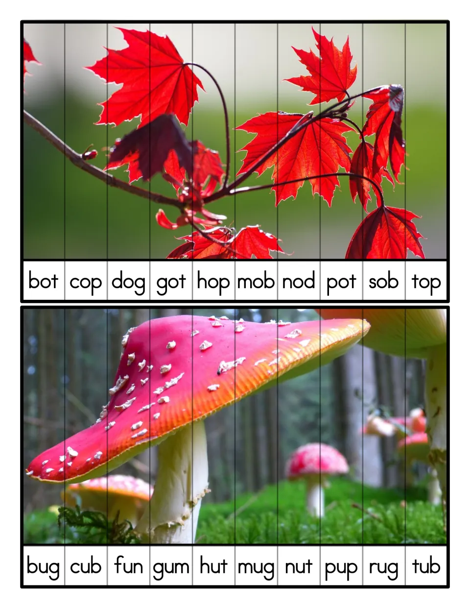 Short o and u alphabetizing: red maple leaves split into bot to top strips and a red mushroom into bug to tub strips