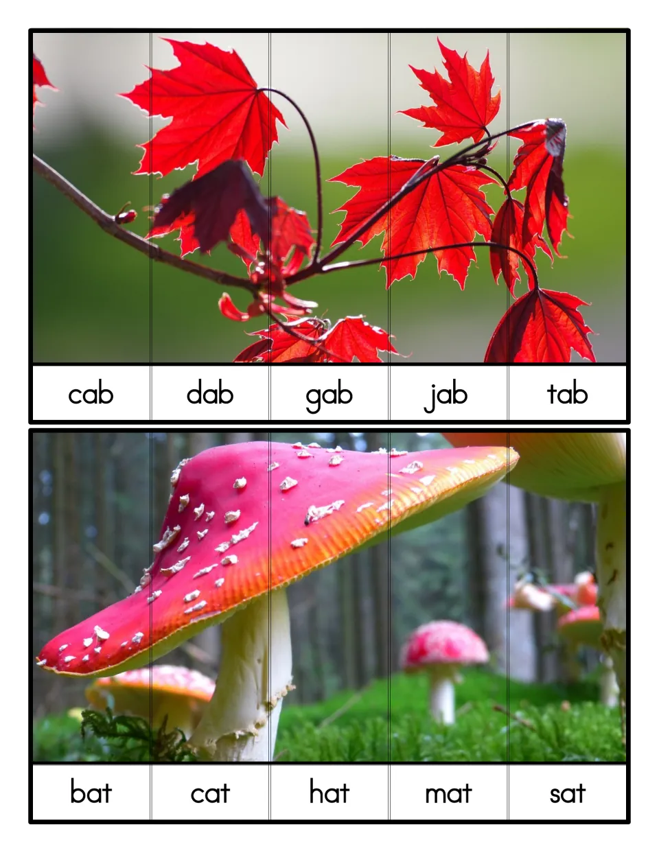 Five-strip ABC order puzzles for -ab and -at families: maple leaves ordered cab to tab, red mushroom ordered bat to sat