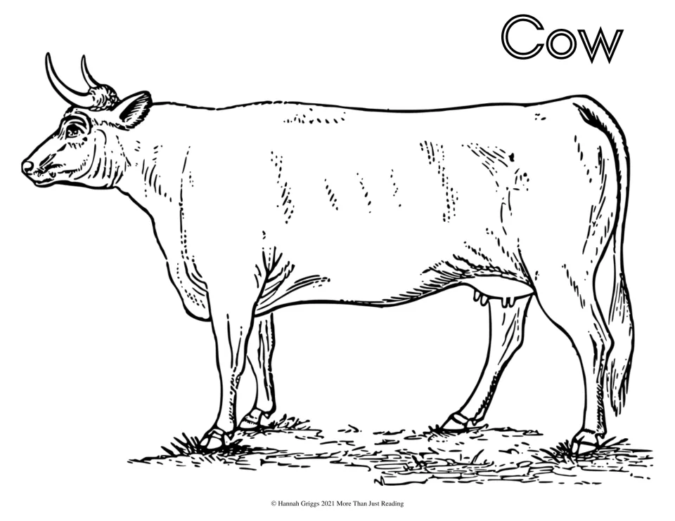 Cow coloring sheet: students color a detailed drawing of a horned cow standing on grass and the bubble-letter word Cow