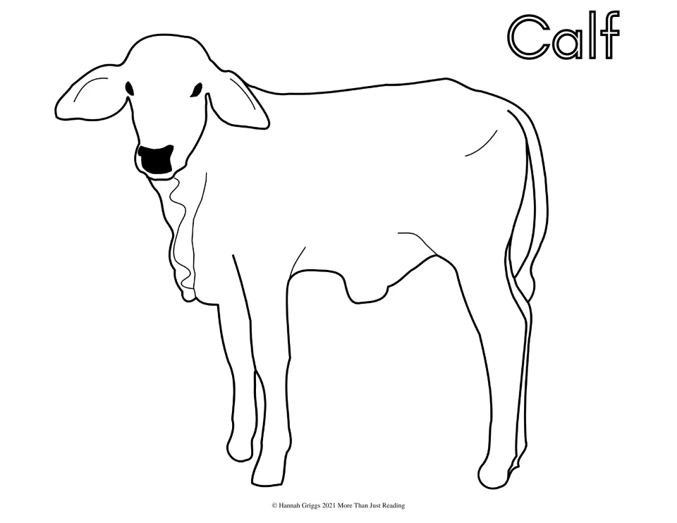 Calf coloring sheet: students color a simple outline of a young calf facing forward and the bubble-letter word Calf
