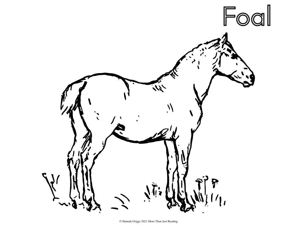 Foal coloring sheet: students color a young horse standing in tufts of grass and the bubble-letter word Foal