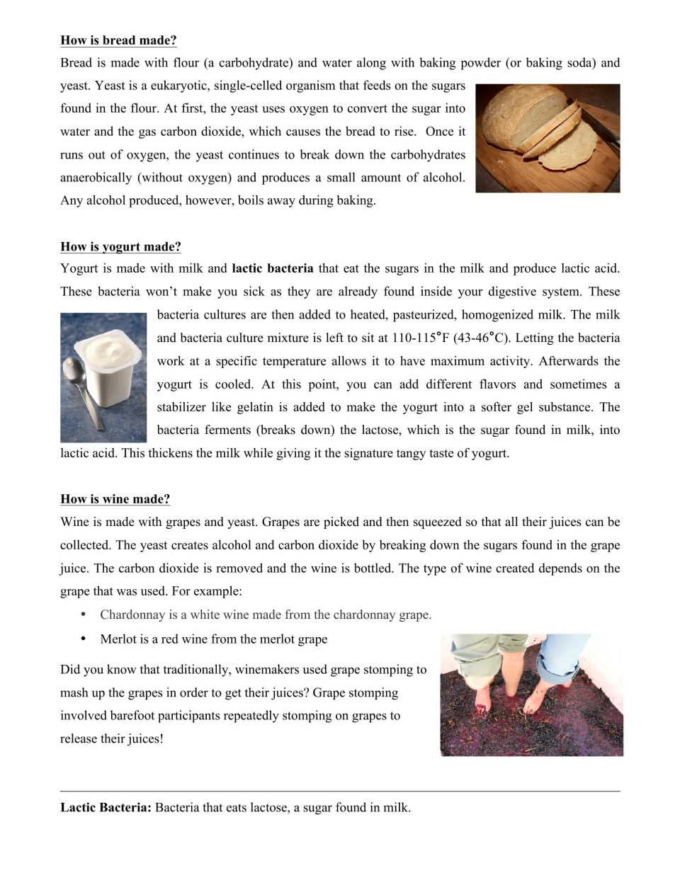 Bread, yogurt and wine fermentation: students read how yeast and lactic bacteria make each food, including grape stomping
