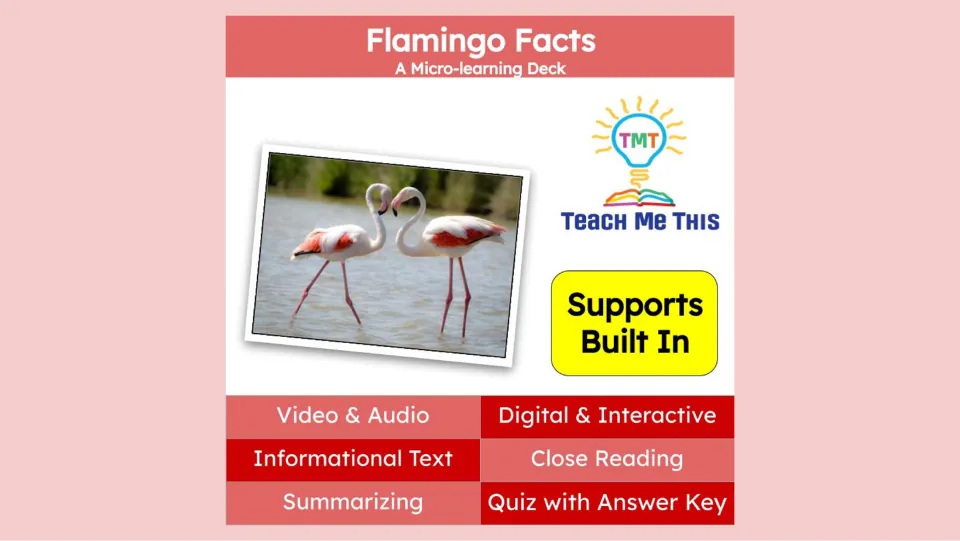 Cover of the flamingo micro-learning deck listing video, audio, informational text, summarizing, and a quiz