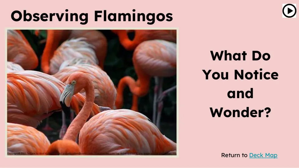 Observation prompt asks 'What Do You Notice and Wonder?' beside a close-up photograph of a flamingo flock