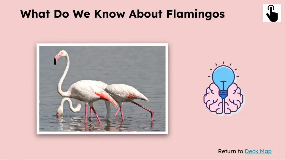 Prior-knowledge slide titled 'What Do We Know About Flamingos' shows flamingos standing and feeding in water