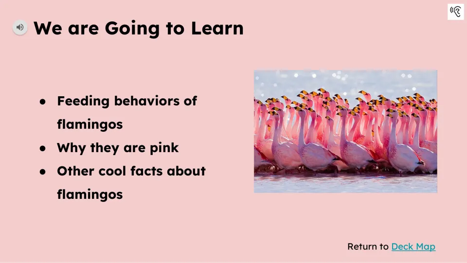 Learning preview introduces flamingo feeding behaviors, why flamingos are pink, and other facts about them