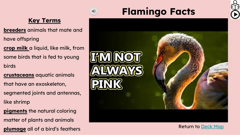 Video slide defines breeders, crop milk, crustaceans, pigments, and plumage beside an 'I'M NOT ALWAYS PINK' still