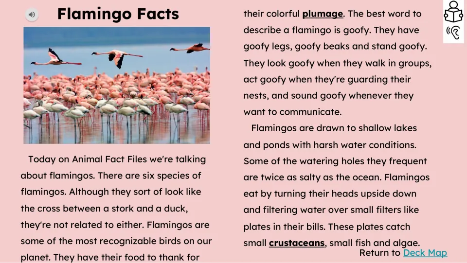 Opening reading passage covers six flamingo species, colorful plumage, salty habitats, and filter feeding