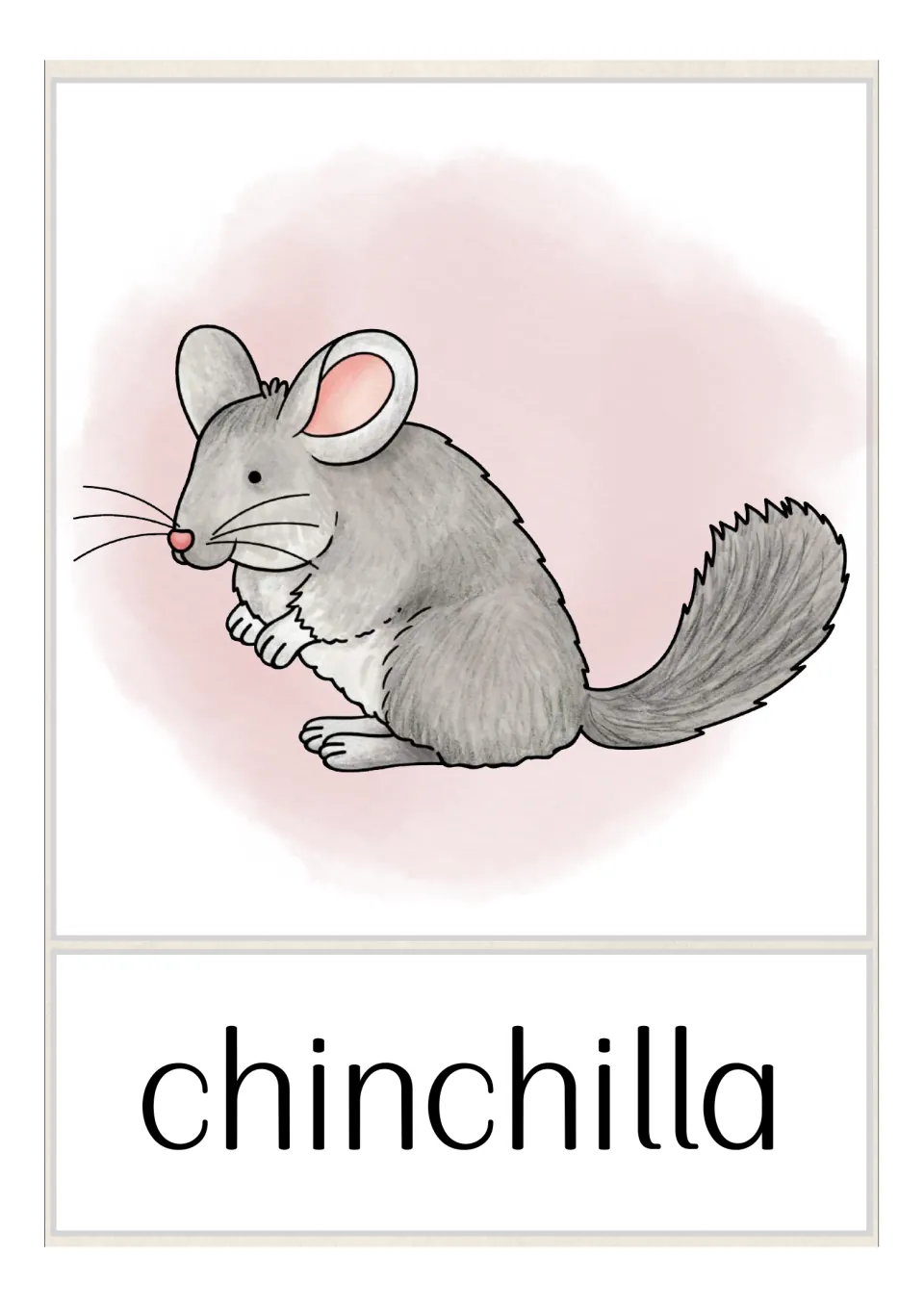 Chinchilla vocabulary card: a gray chinchilla with a bushy tail sits above the word chinchilla for naming the animal