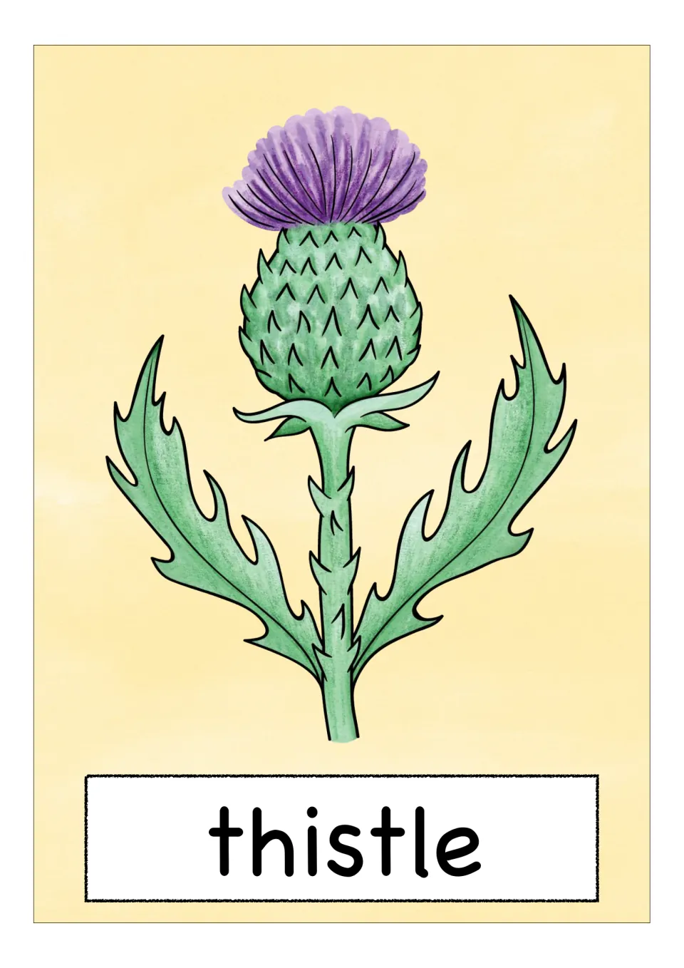 Scotland vocabulary flashcard labeled 'thistle', showing a purple flower head and pointed green leaves
