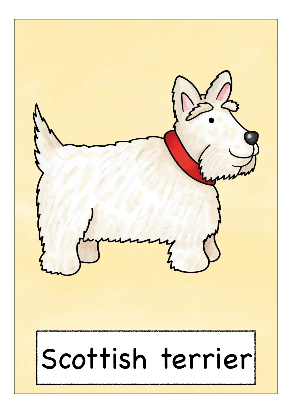 Scotland vocabulary flashcard labeled 'Scottish terrier', showing a white dog wearing a bright red collar